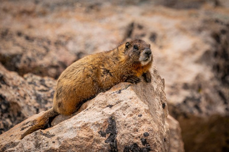069 Mount Evans geelbuikmarmot.jpg